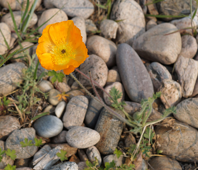 Изображение особи Papaver olchonense.