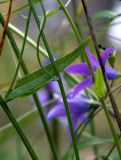 Campanula patula