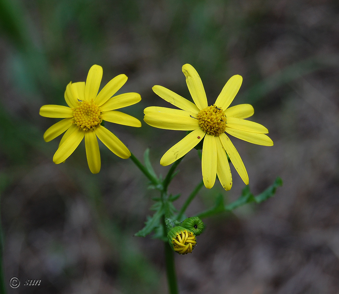 Изображение особи Senecio vernalis.