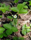 Fragaria vesca