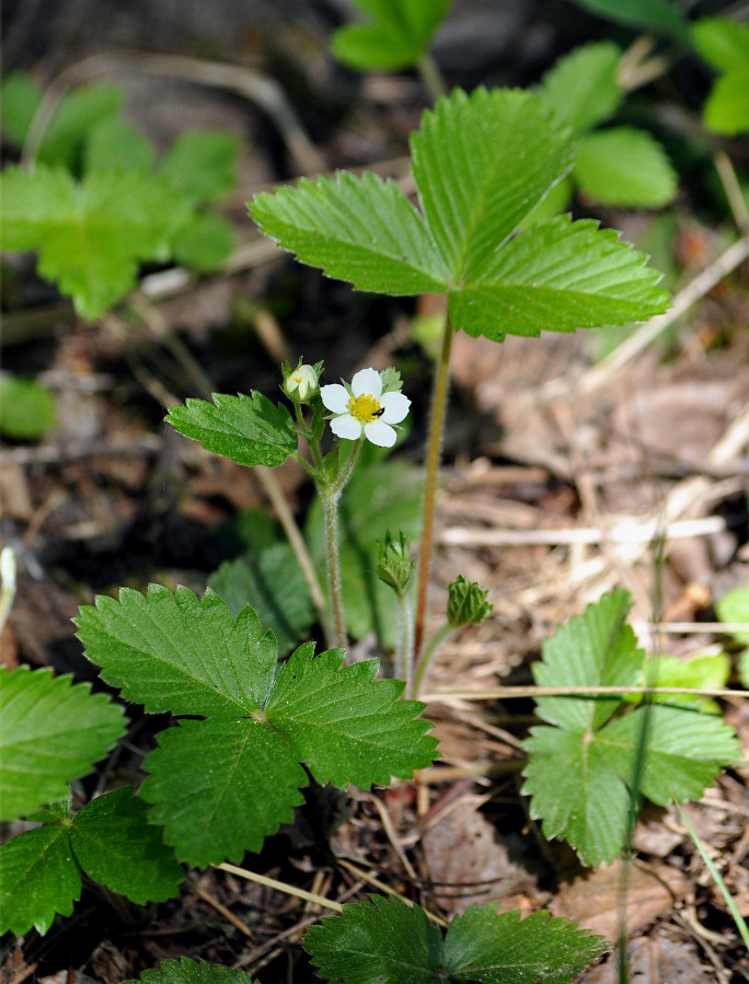 Image of Fragaria vesca specimen.