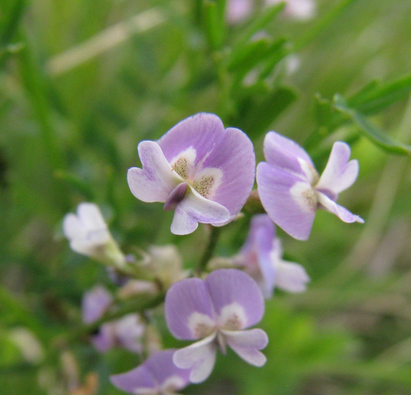 Изображение особи Astragalus austriacus.