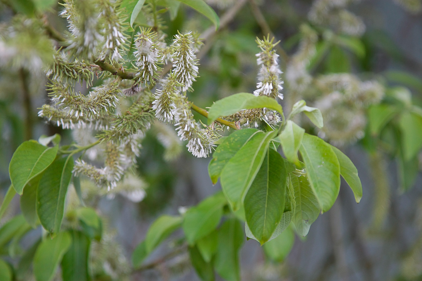 Image of Salix caprea specimen.