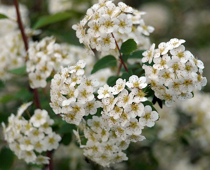 Изображение особи Spiraea &times; vanhouttei.
