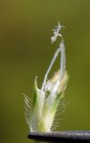 Phleum pratense