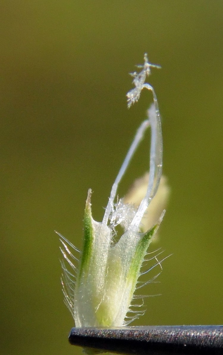 Image of Phleum pratense specimen.
