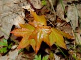 Acer cappadocicum