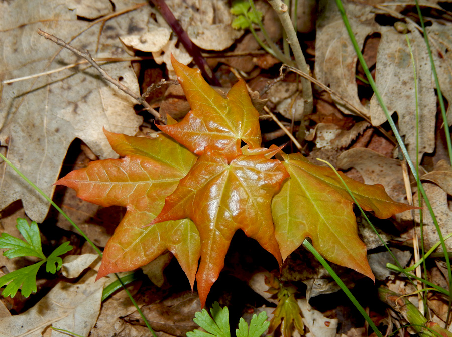 Image of Acer cappadocicum specimen.