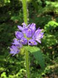 Campanula cervicaria