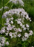 Valeriana