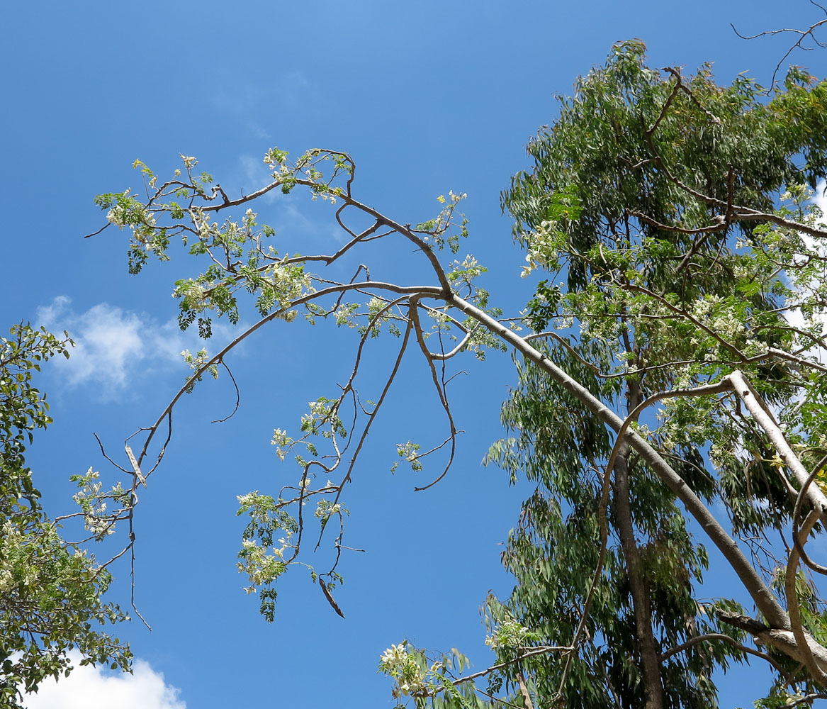 Image of Moringa oleifera specimen.