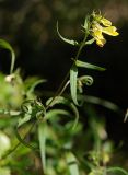 Melampyrum pratense ssp. hians