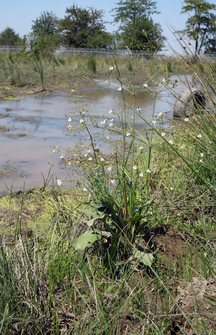 Image of Alisma plantago-aquatica specimen.