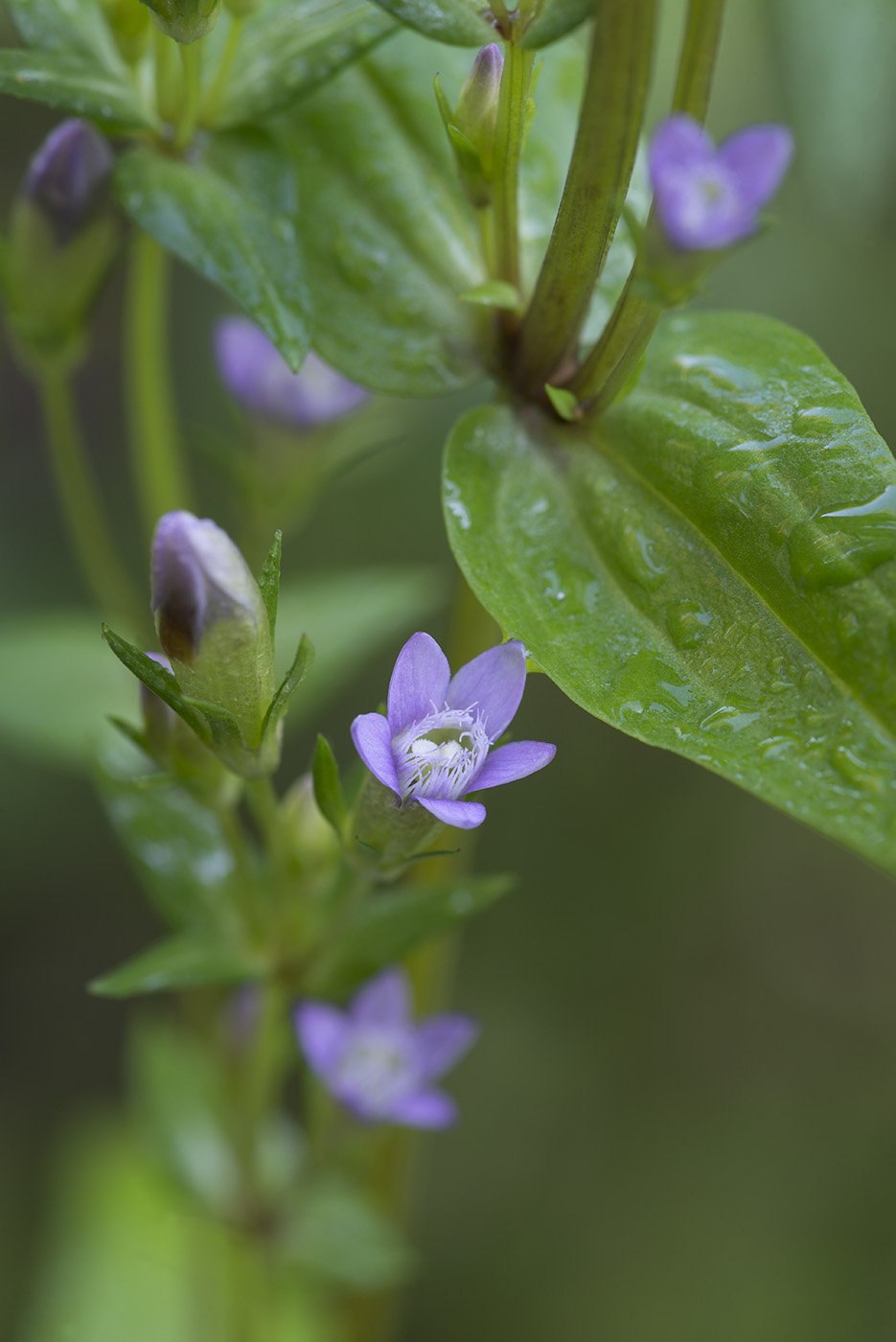 Изображение особи Gentianella amarella.