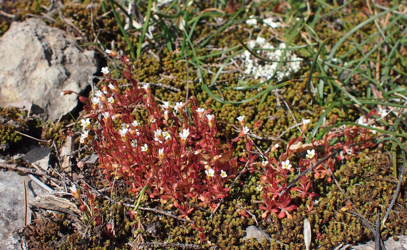 Изображение особи Saxifraga tridactylites.