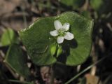 Claytonia perfoliata
