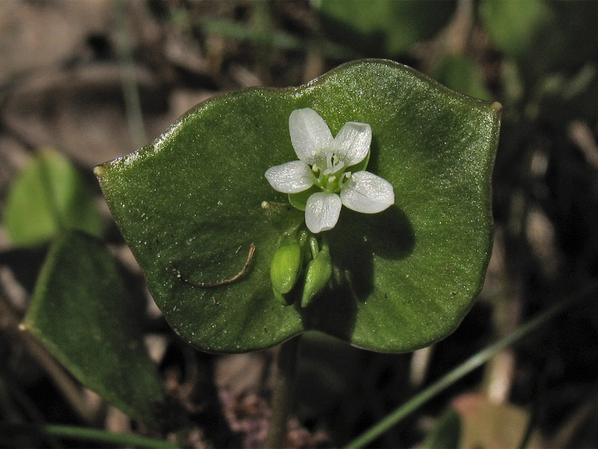 Изображение особи Claytonia perfoliata.