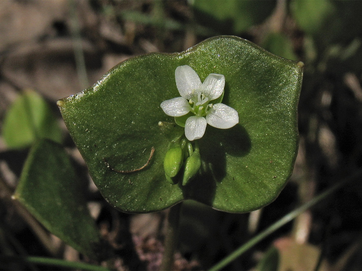 Image of Claytonia perfoliata specimen.