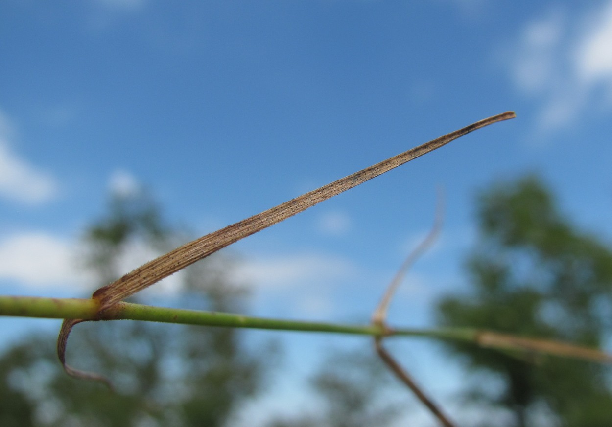 Image of Dianthus acantholimonoides specimen.