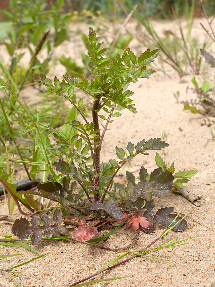 Image of Rorippa palustris specimen.