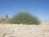 Crotalaria aegyptiaca