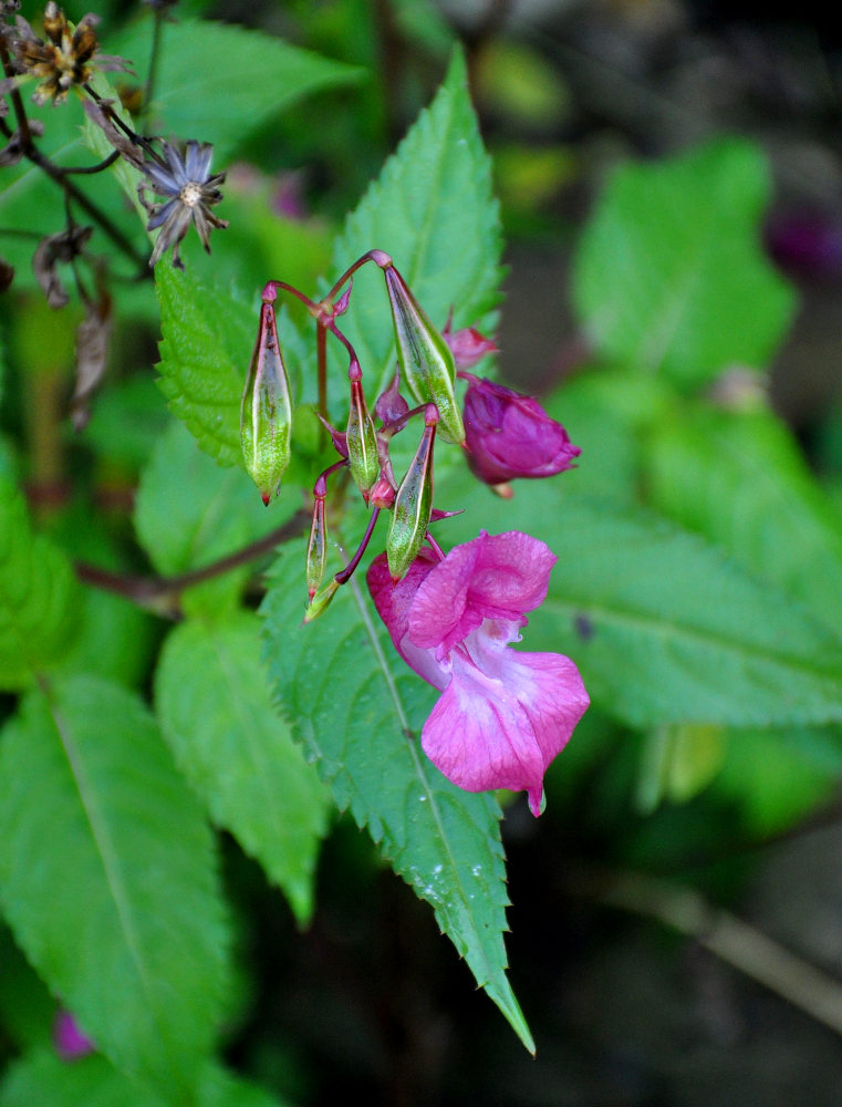 Изображение особи Impatiens glandulifera.