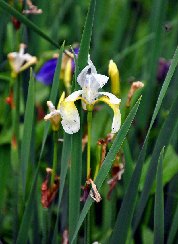 Image of Iris sibirica specimen.