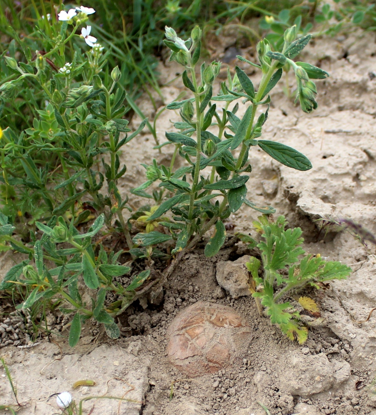 Image of Helianthemum salicifolium specimen.