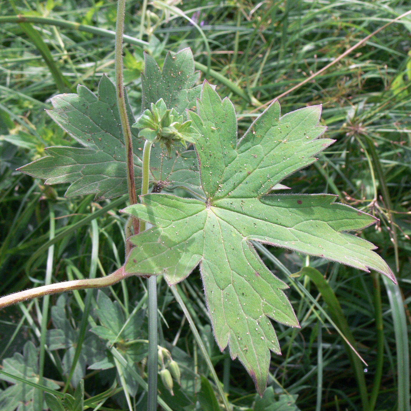 Изображение особи Geranium wlassovianum.