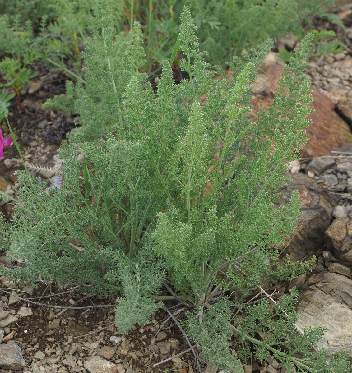 Image of familia Apiaceae specimen.