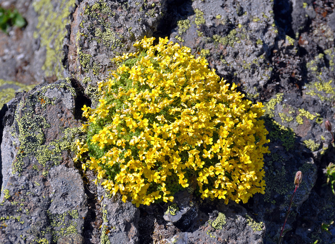 Изображение особи Draba bryoides.