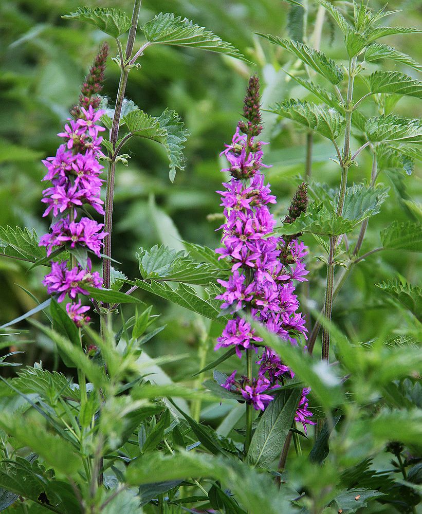 Изображение особи Lythrum salicaria.