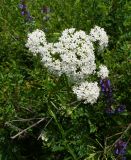 Valeriana dubia