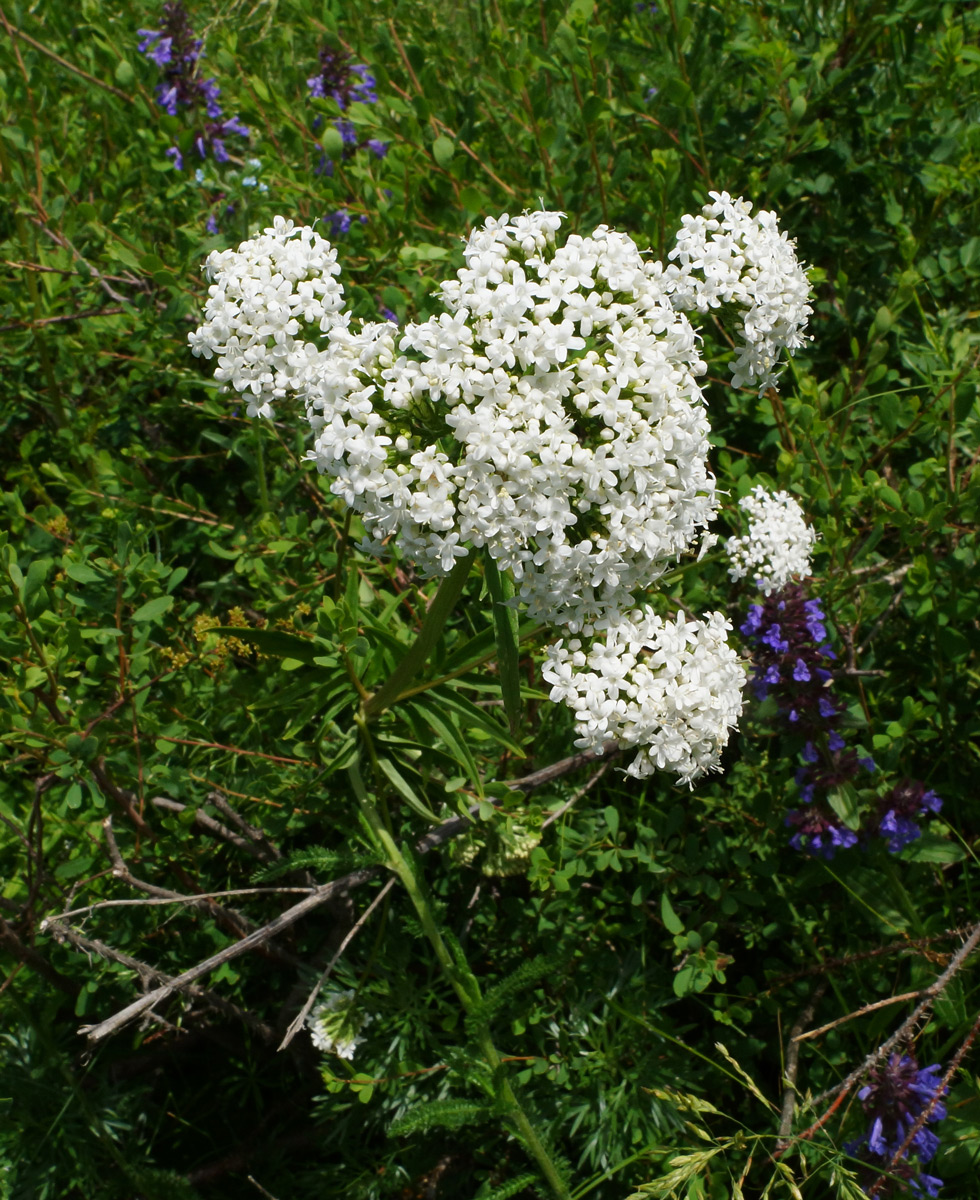 Изображение особи Valeriana dubia.