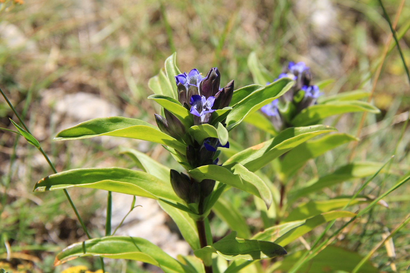 Image of Gentiana cruciata specimen.