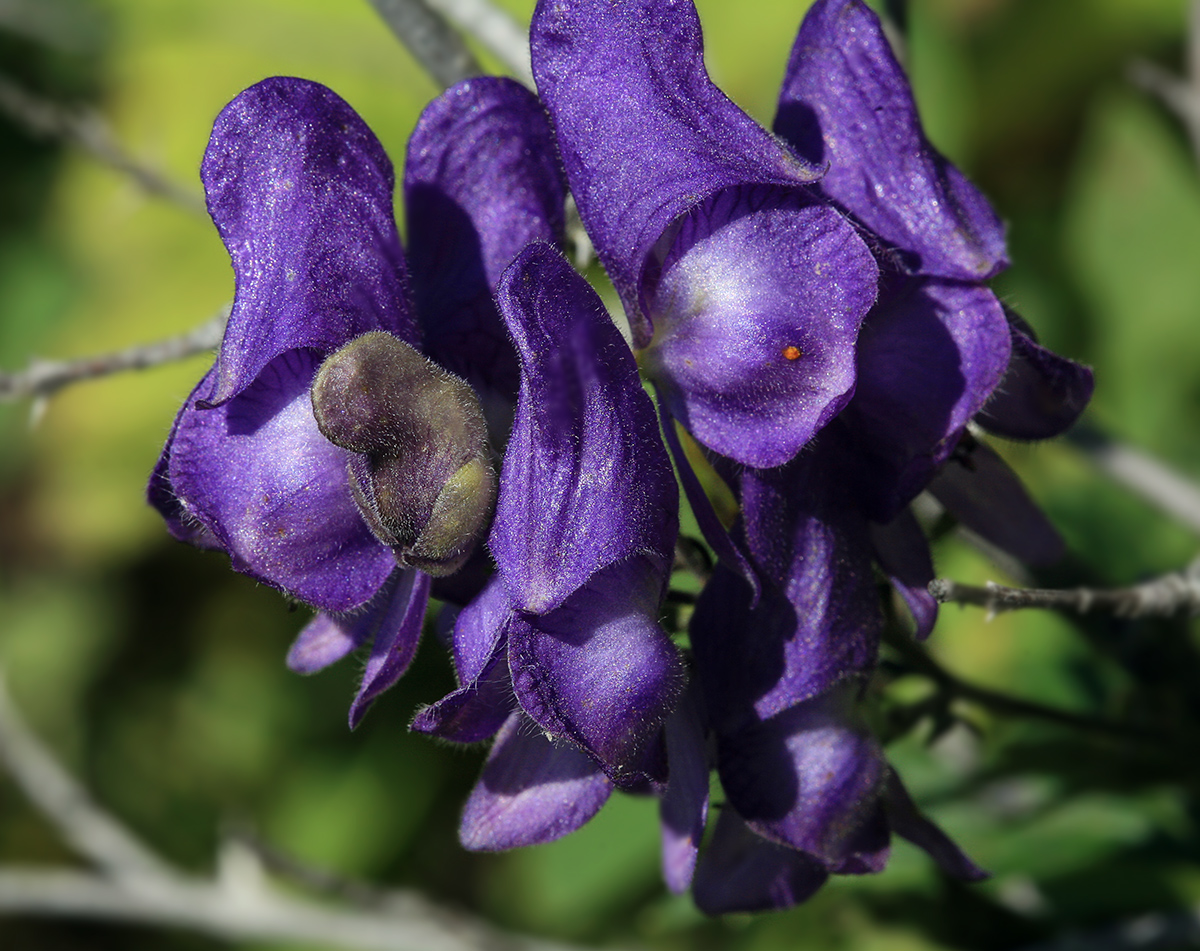 Image of Aconitum sachalinense specimen.