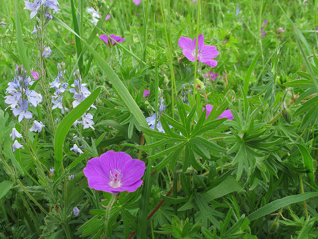 Image of Geranium sanguineum specimen.