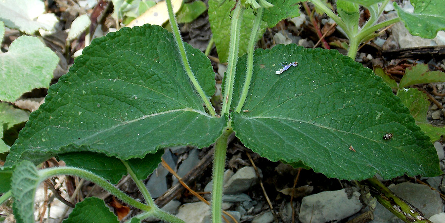 Image of Salvia verticillata specimen.