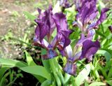Iris pumila subspecies attica. Цветки. Латвия, Саласпилс, Национальный ботанический сад, экспозиция декоративно-цветочных растений. 07.05.2015.