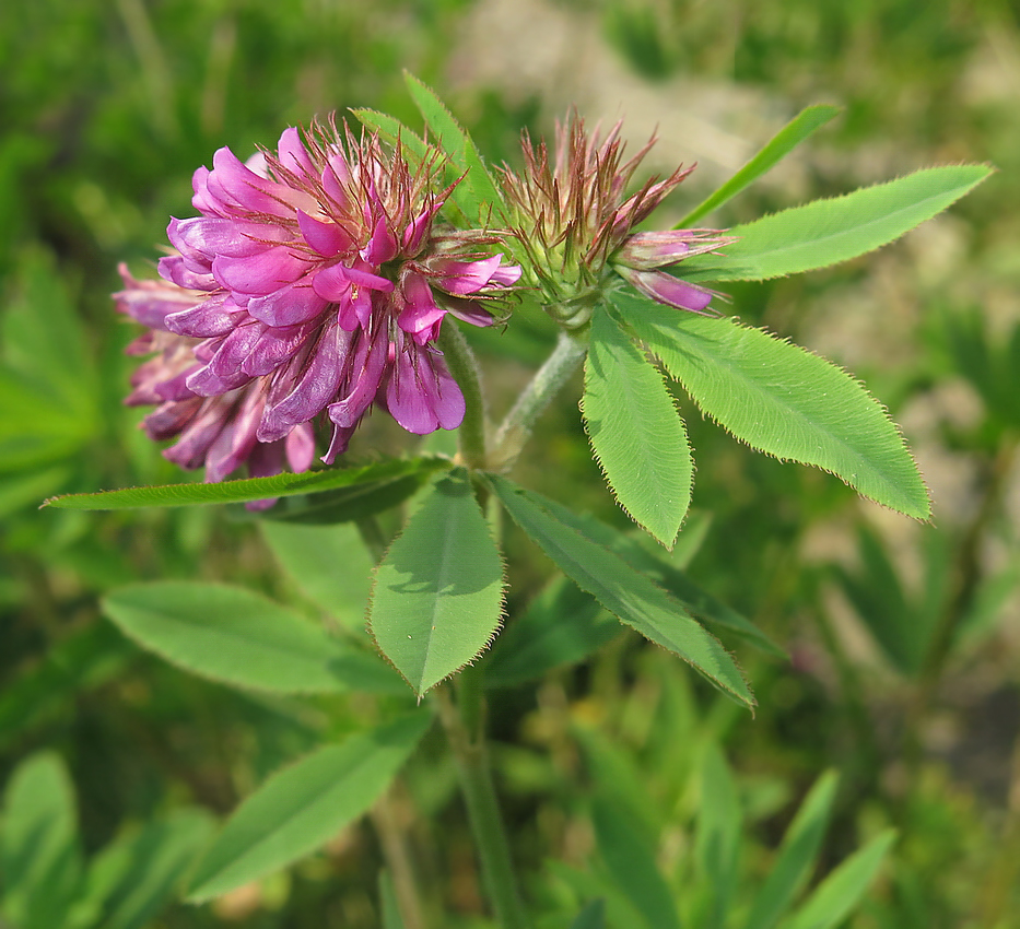Image of Trifolium lupinaster specimen.