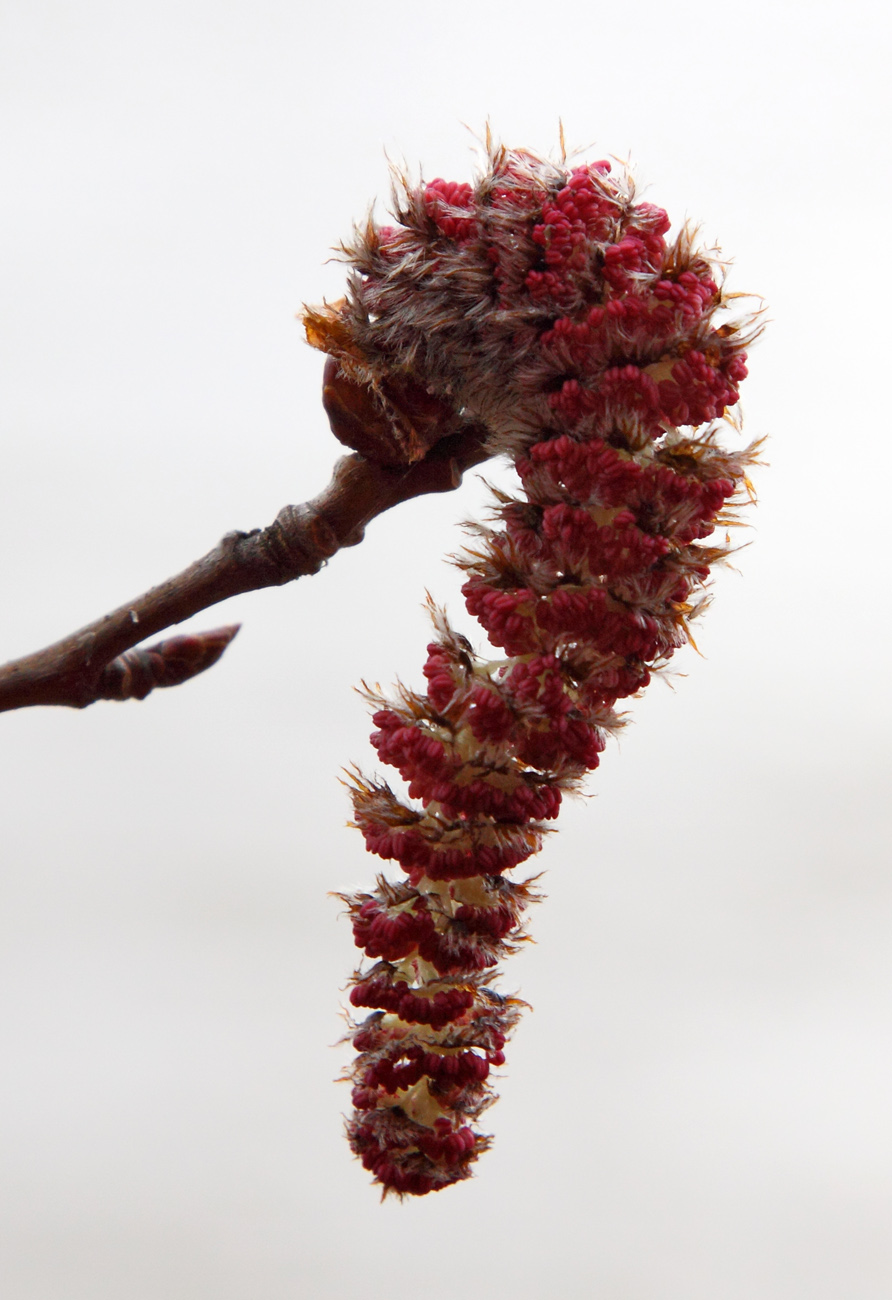 Image of Populus tremula specimen.