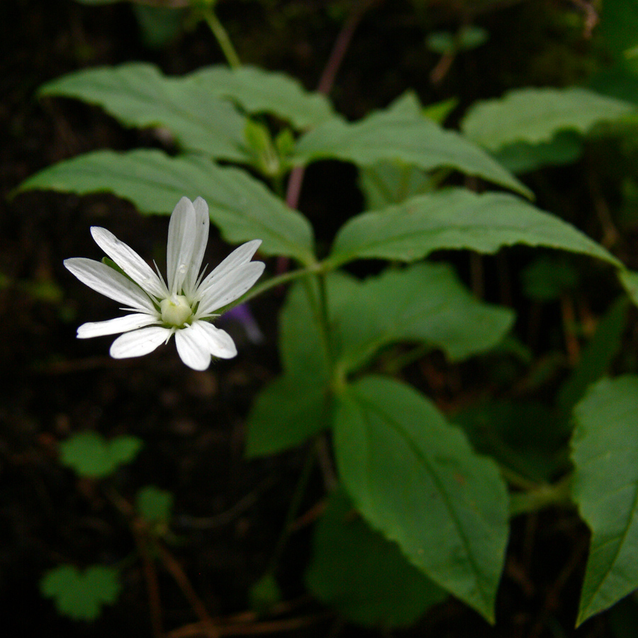 Image of Stellaria bungeana specimen.