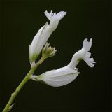 Image of taxon representative. Author is Валентин Реморов
