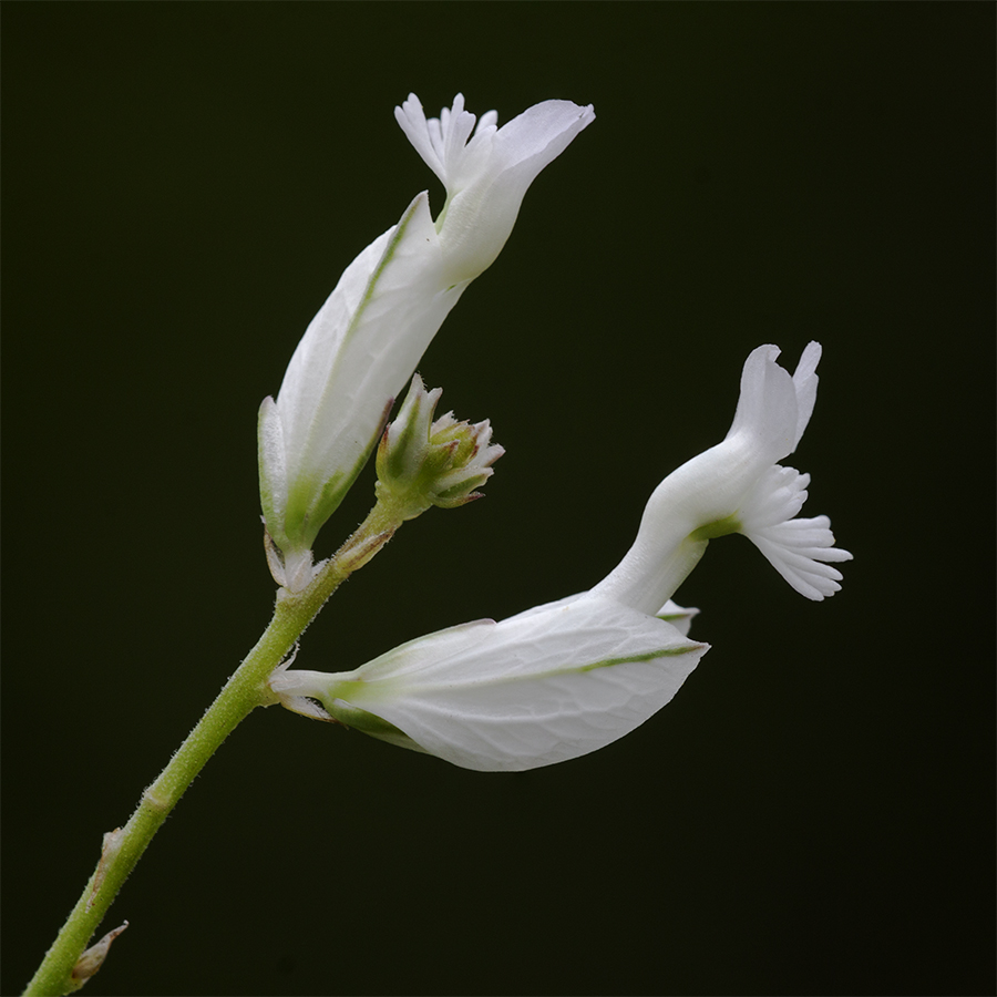 Image of Polygala major specimen.