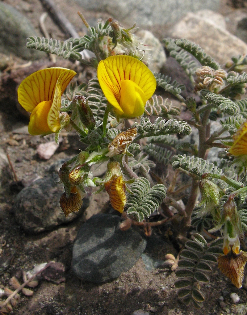 Image of Adesmia corymbosa specimen.