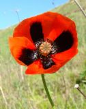 Papaver stevenianum. Цветок. Краснодарский край, Усть-Лабинский р-н, окр. станицы Воронежской, склон правого берега Кубани. 30.04.2017.