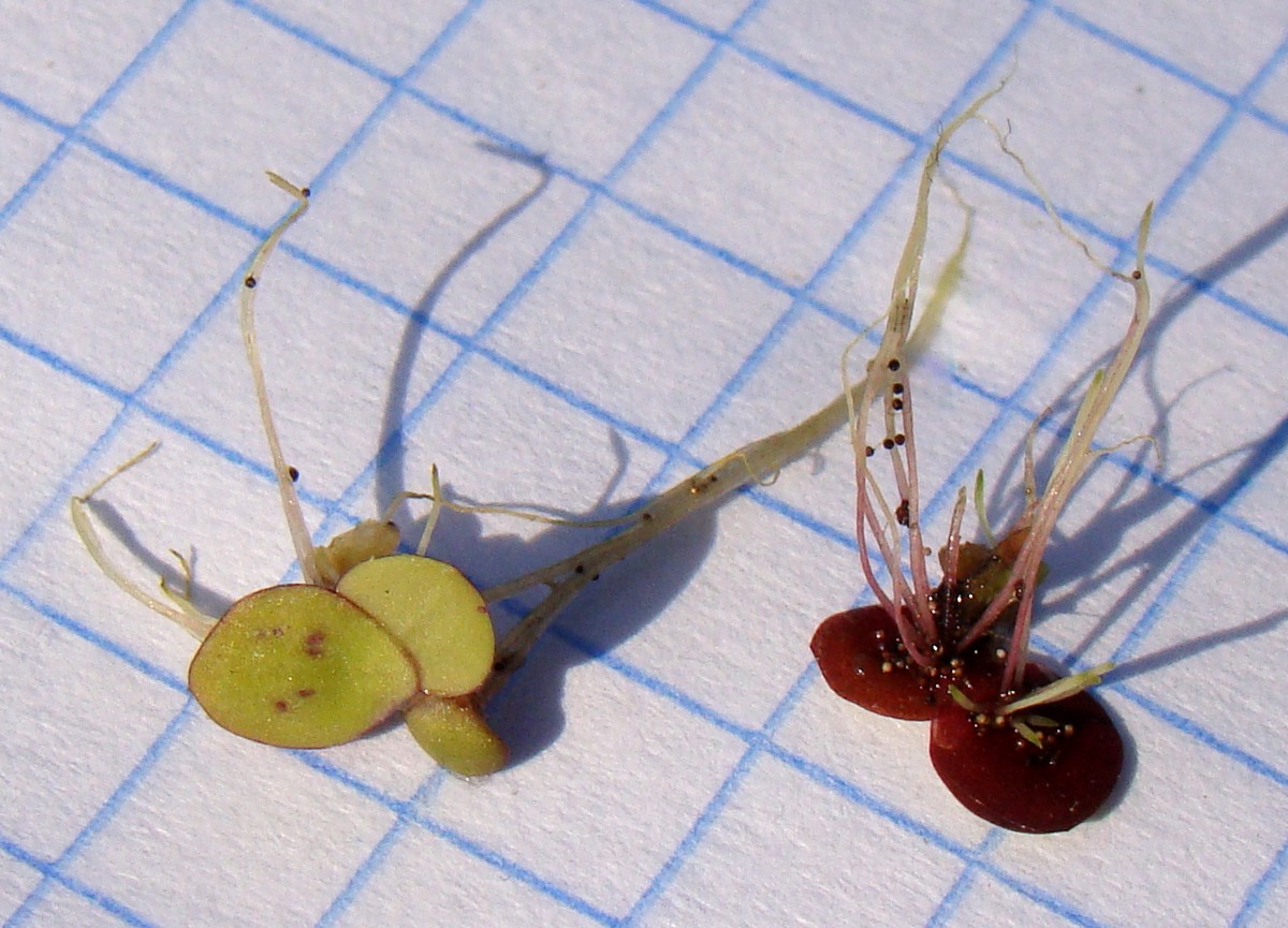 Image of Spirodela polyrhiza specimen.