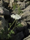 Heracleum ligusticifolium. Верхушка цветущего и плодоносящего растения. Крым, окр. Севастополя, Чернореченский каньон, каменистая осыпь в можжевеловом редколесье. 26 мая 2017 г.