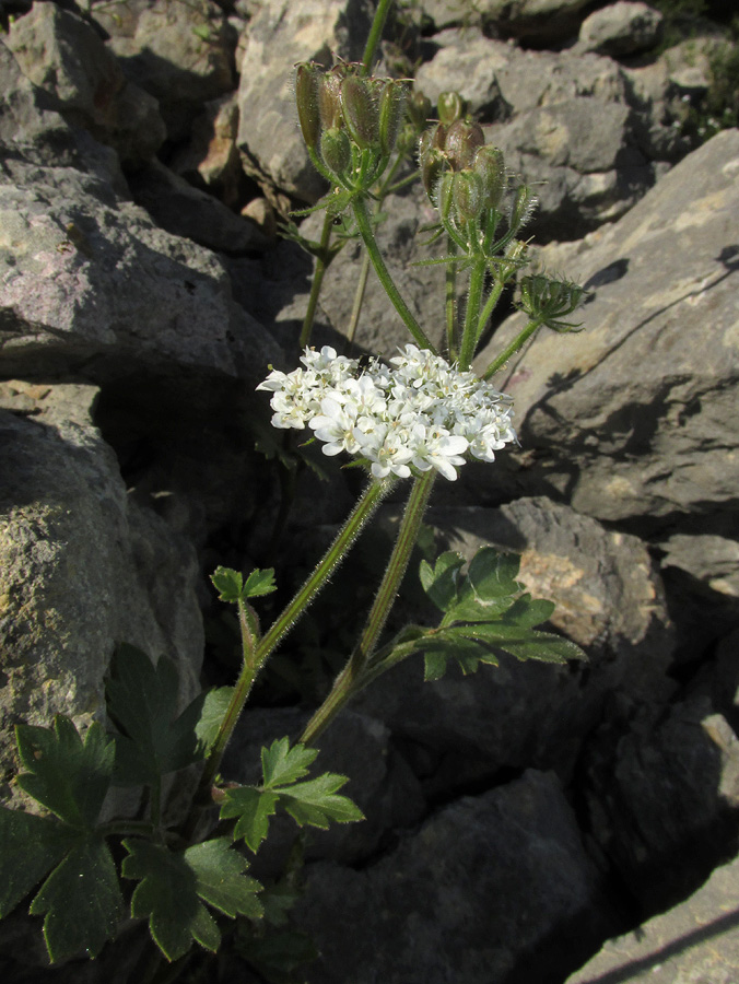 Изображение особи Heracleum ligusticifolium.