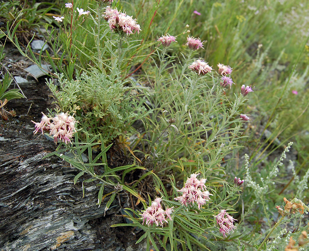 Изображение особи Saussurea salicifolia.